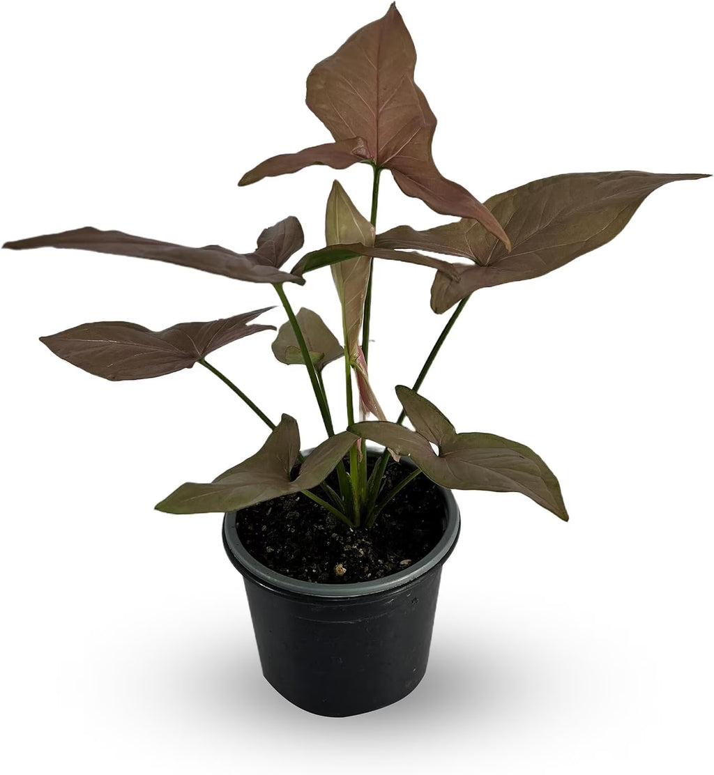 Variegated Syngonium Live Houseplant P425015