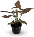 Variegated Syngonium Live Houseplant P425015