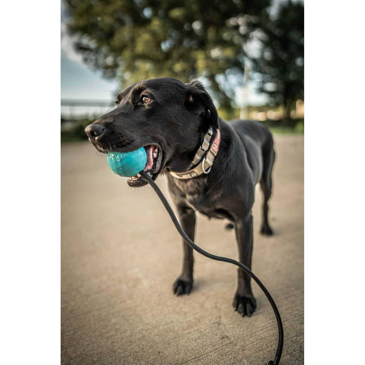 Solid Rubber Dog Ball on a Rope Tug Toy X662