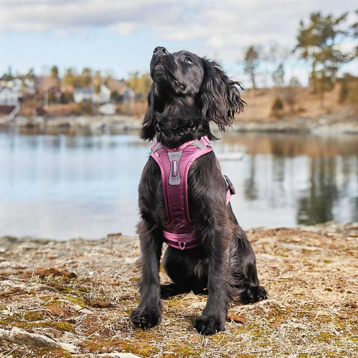 Dog Harness L183891