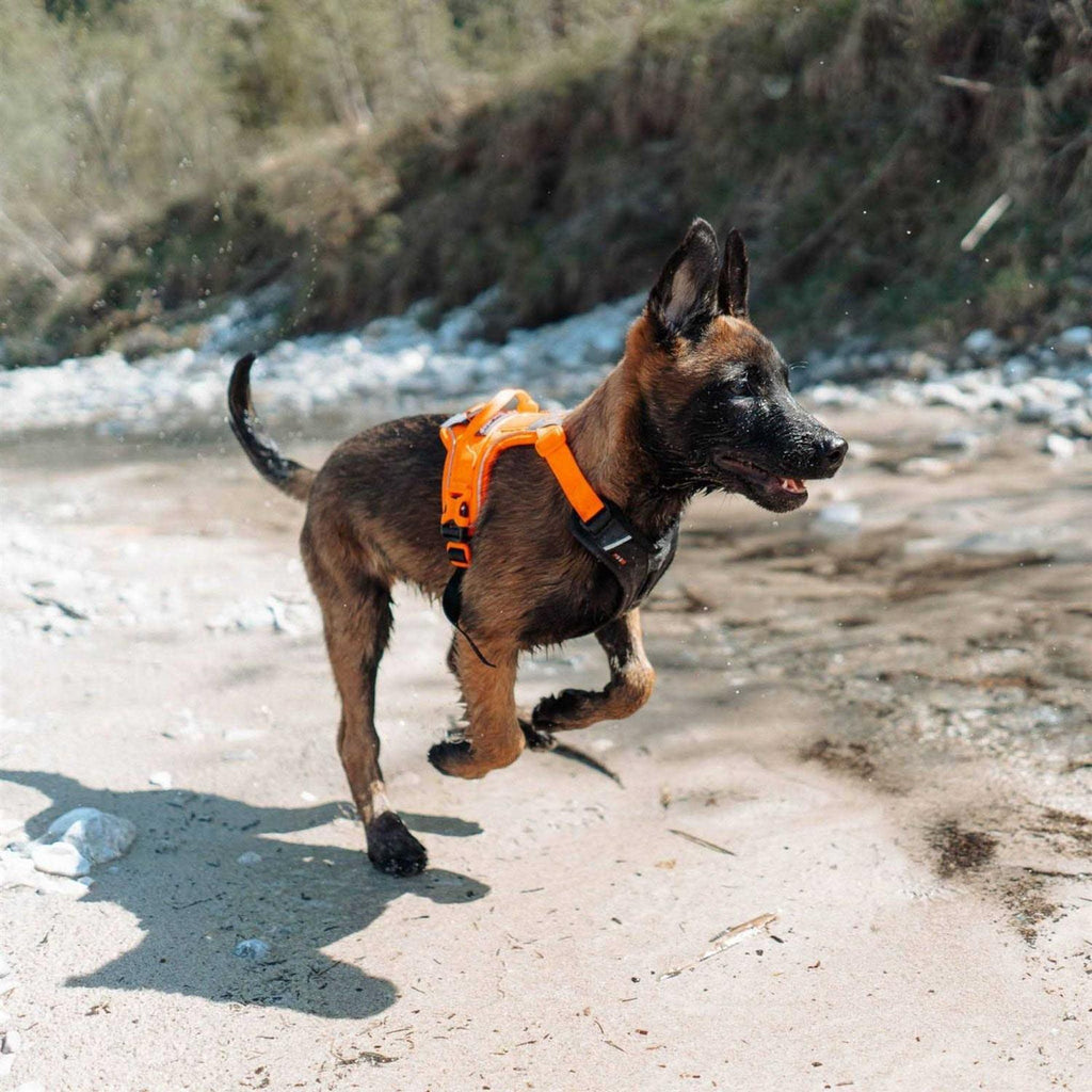 Dog Harness L183891