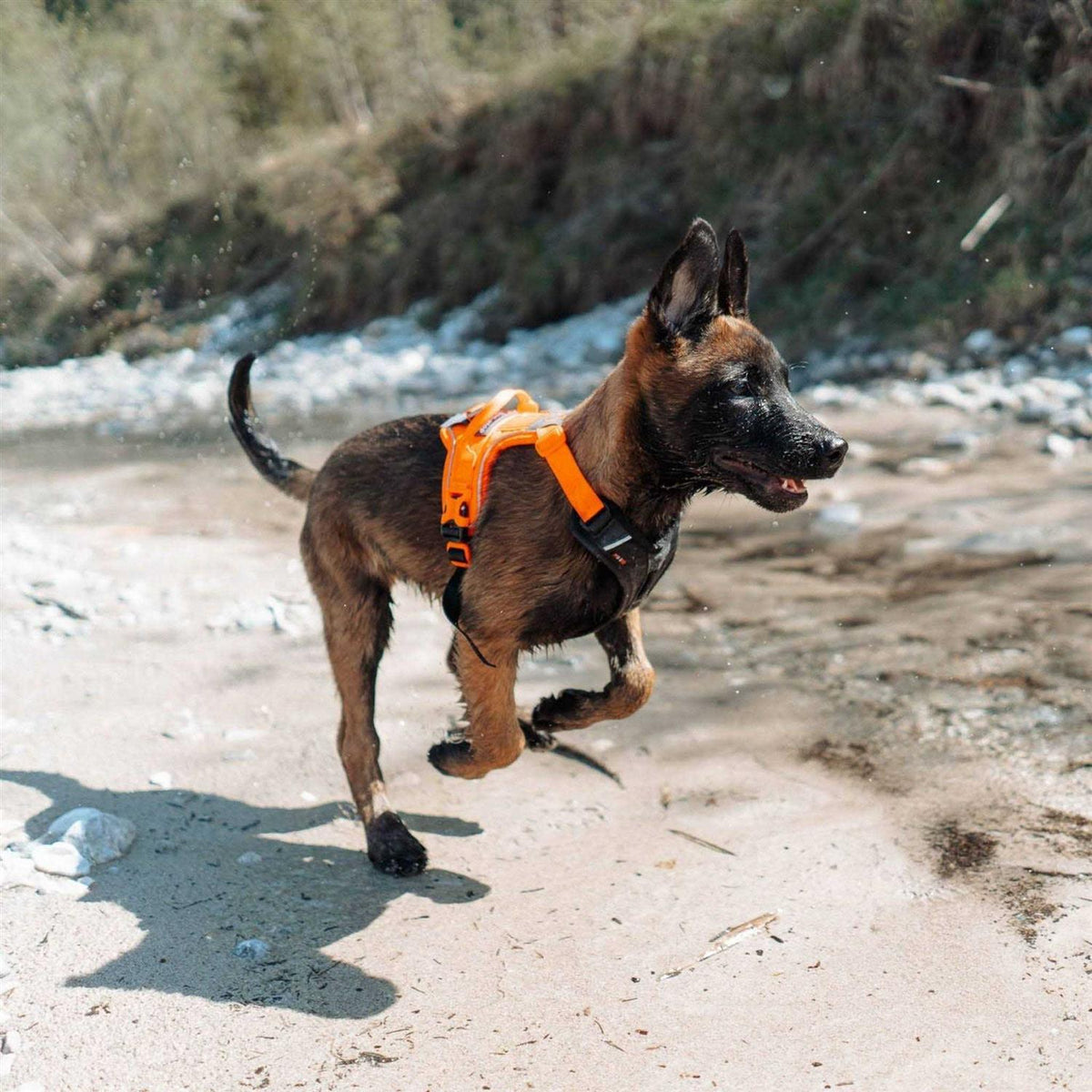 Dog Harness L183891