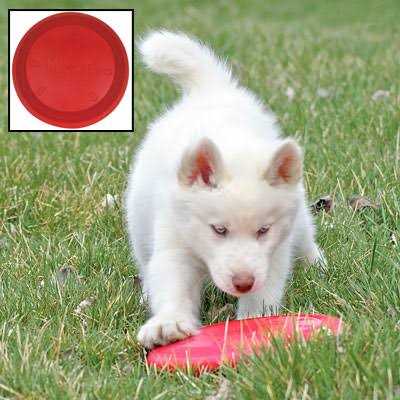 Dog Toy W50659