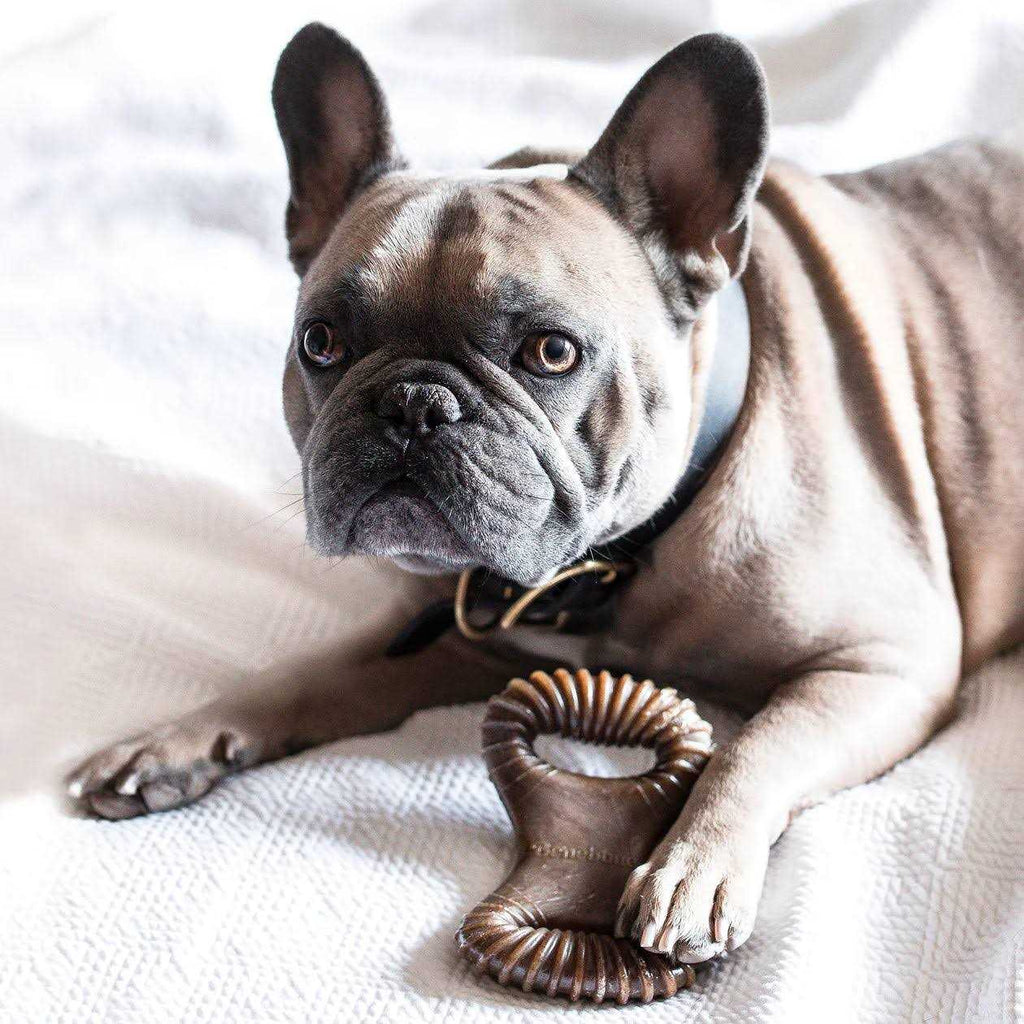 Dental Chew Dog Toy W938980