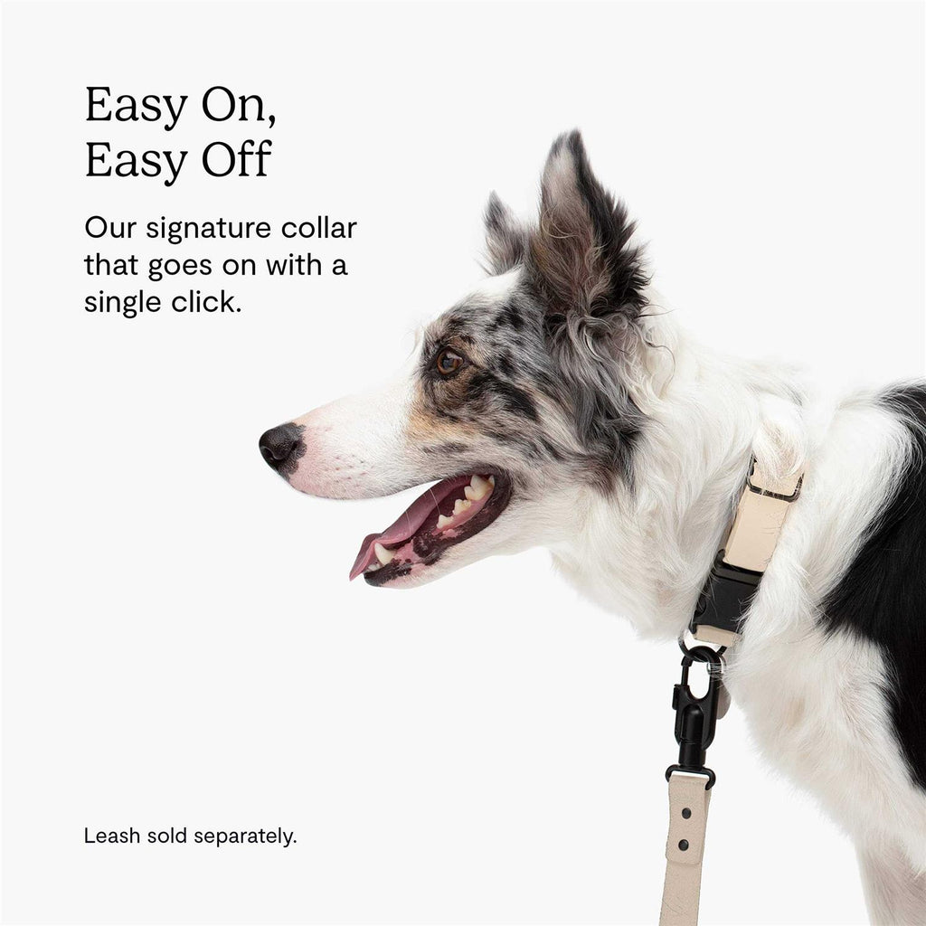 Dog Collar Y180