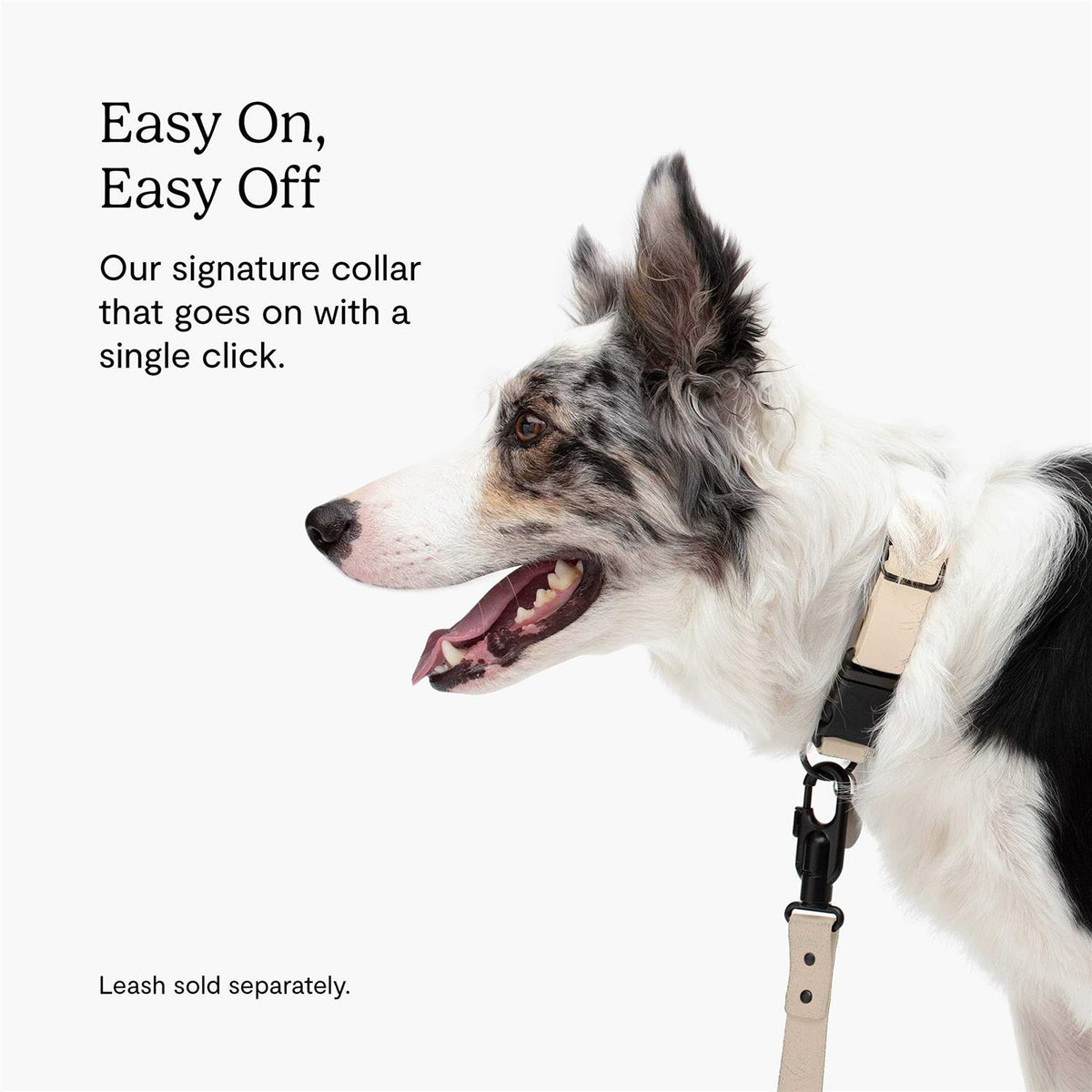Dog Collar Y180