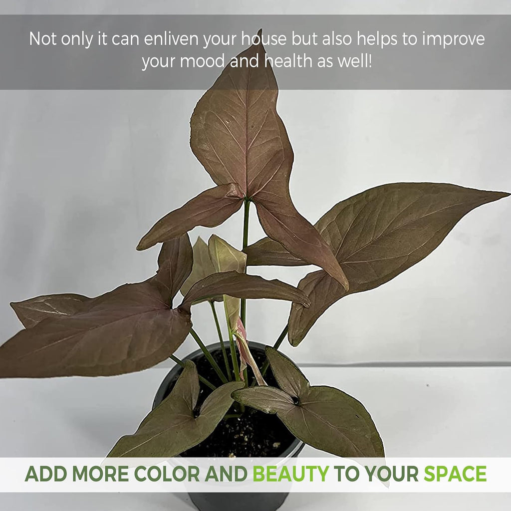 Variegated Syngonium Live Houseplant P425015