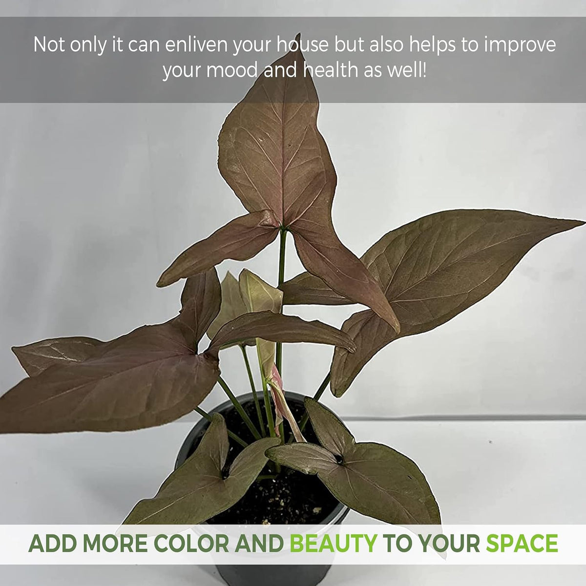 Variegated Syngonium Live Houseplant P425015