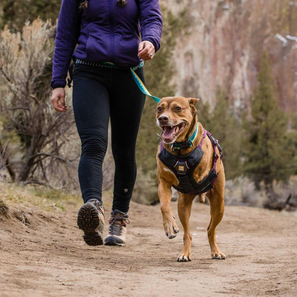 Dog Harness I84300