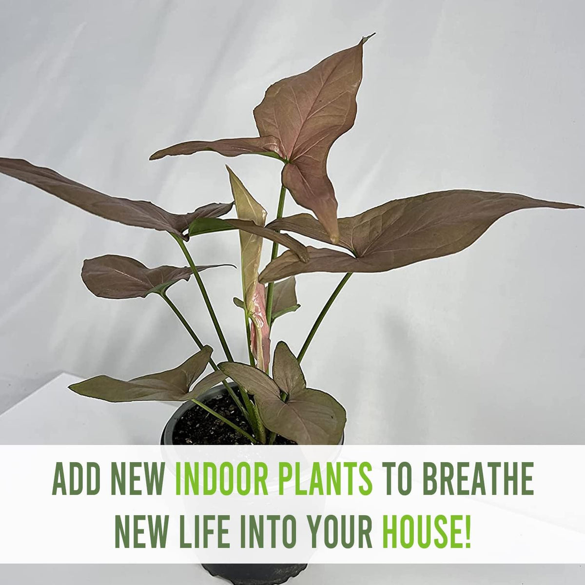 Variegated Syngonium Live Houseplant P425015