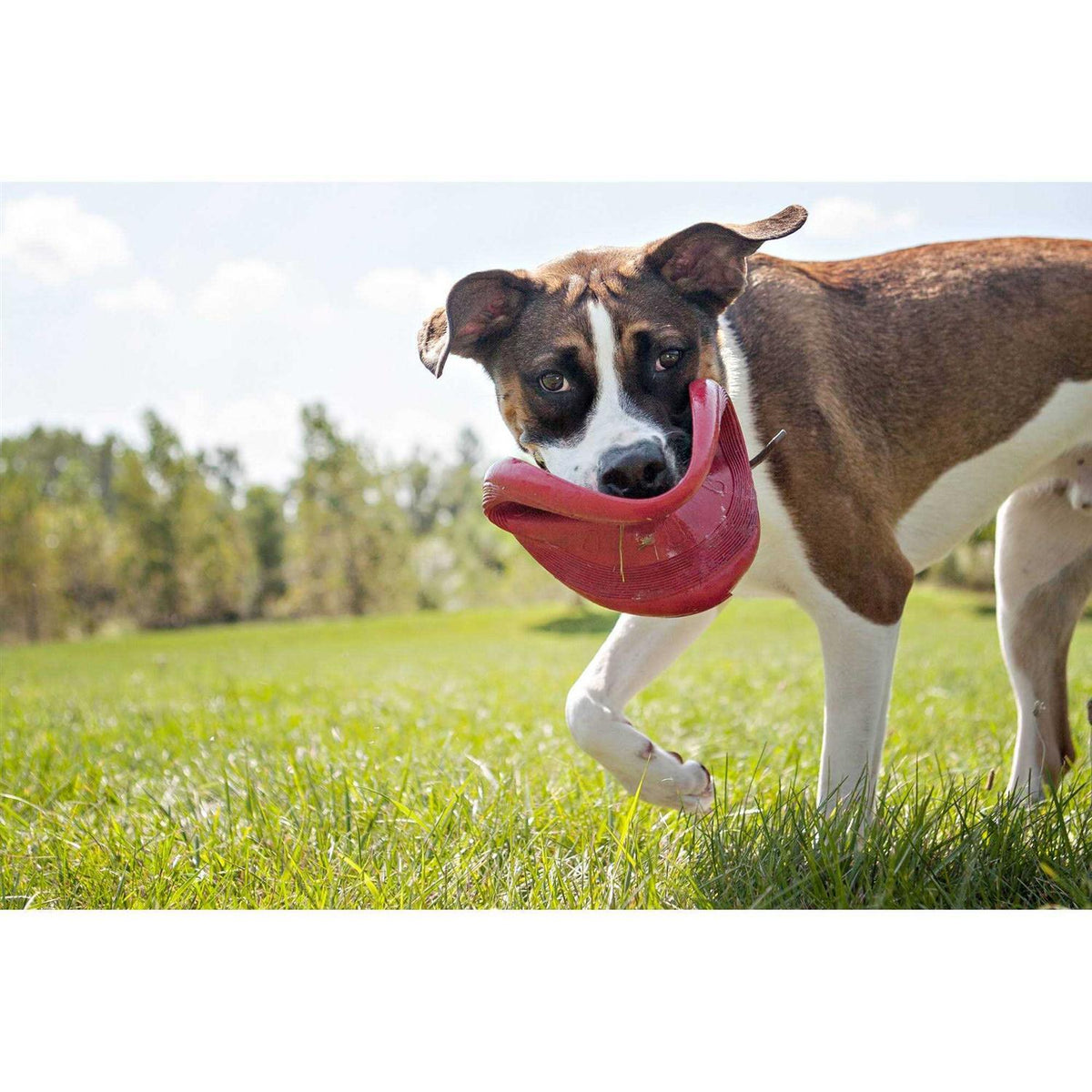 Dog Toy W50659