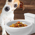 Toilet Bowl Pet Bowl H973794