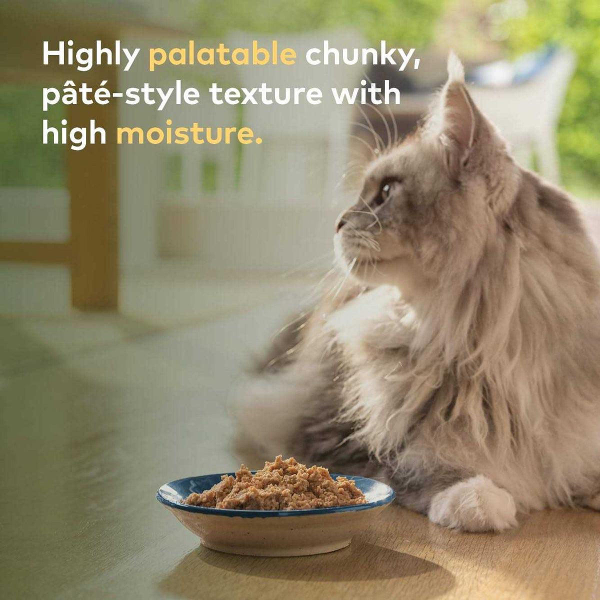 Rabbit & Lamb Recipe Canned Cat Food W5488