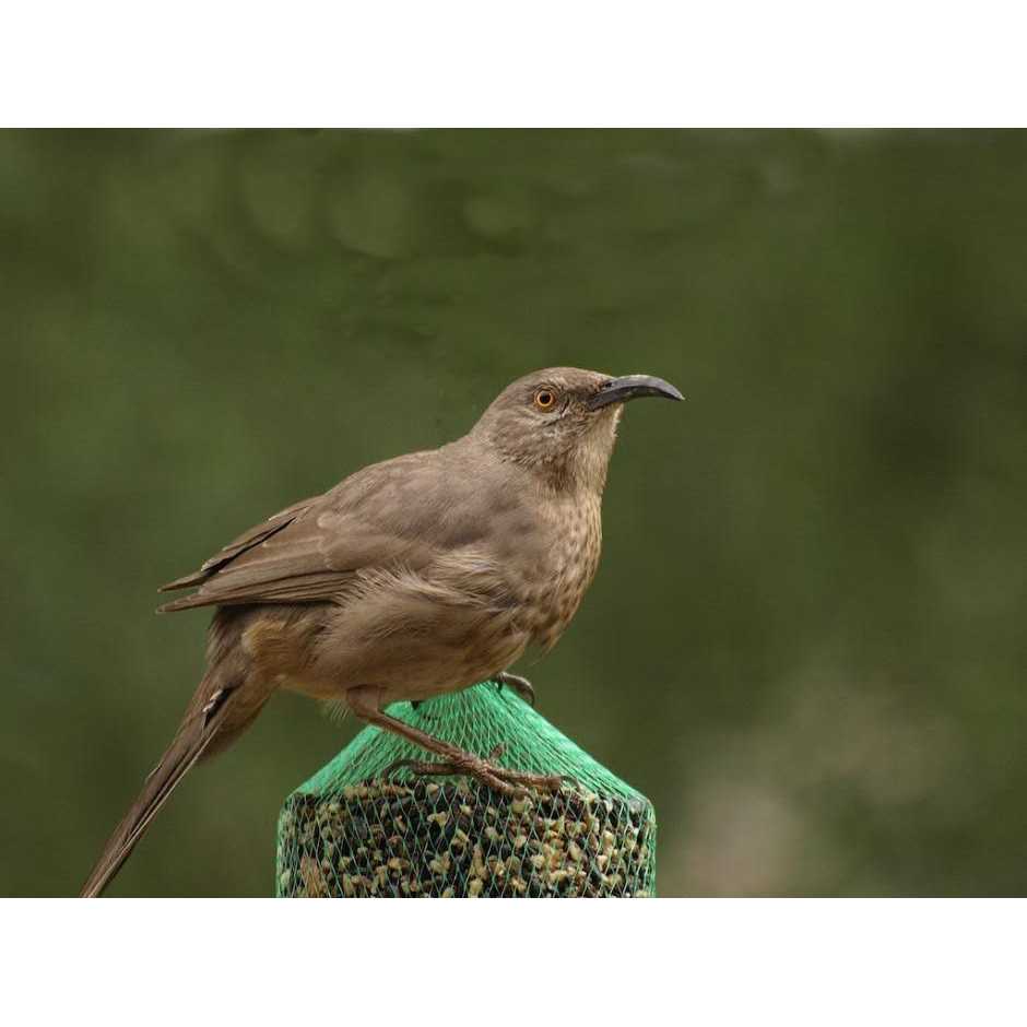 Woodpecker Feast Cylinder U3011