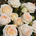 Live Rose Plant A73434