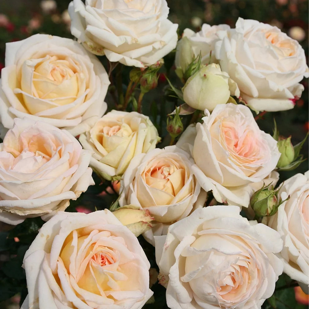 Live Rose Plant A73434