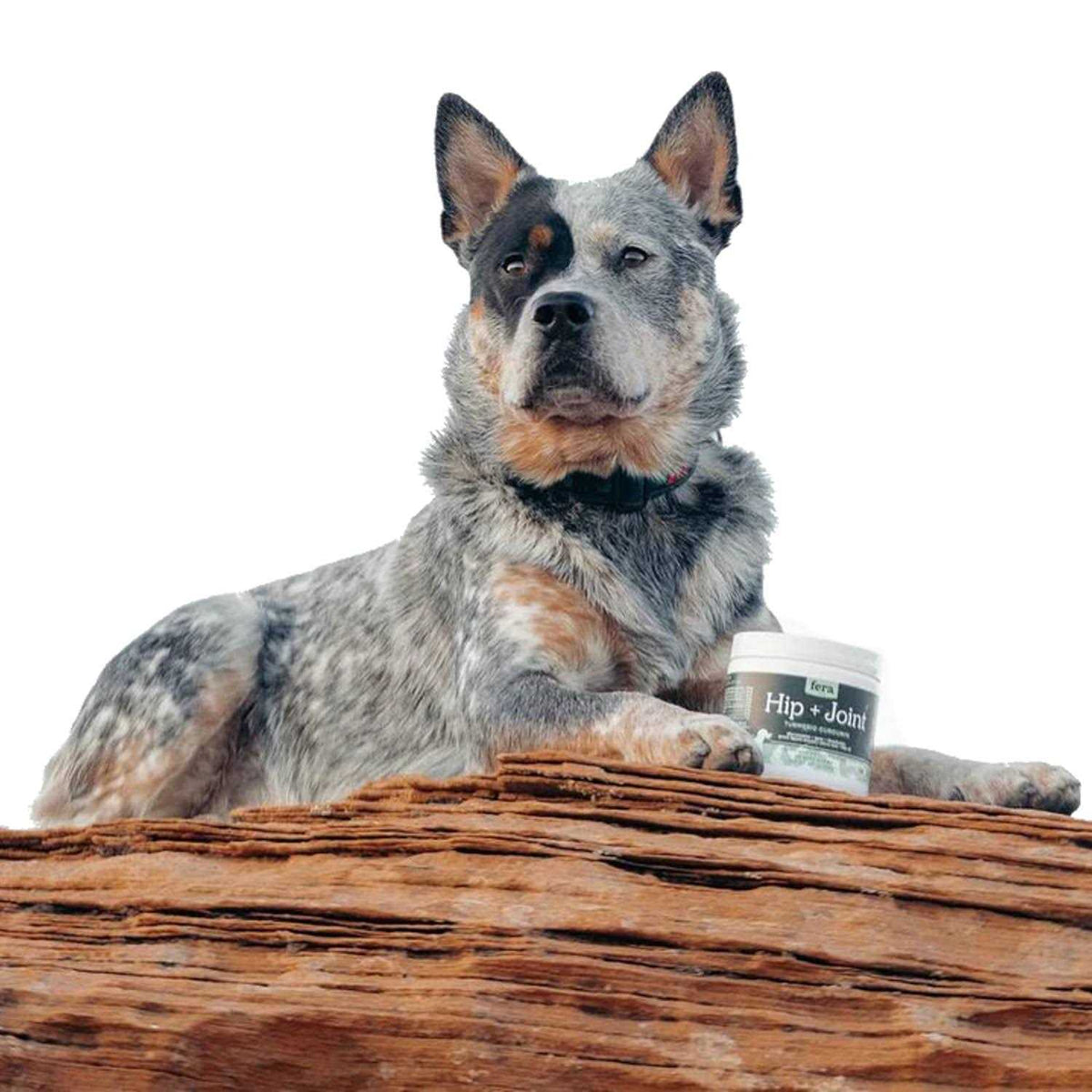 Hip & Joint Soft Chew Dog Supplement X547358