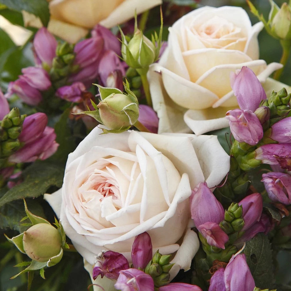 Live Rose Plant A73434