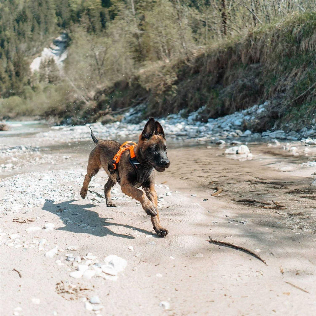 Dog Harness L183891