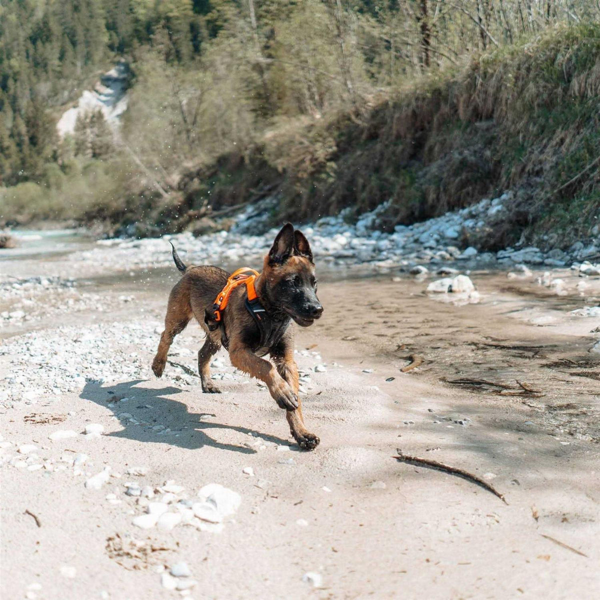 Dog Harness L183891