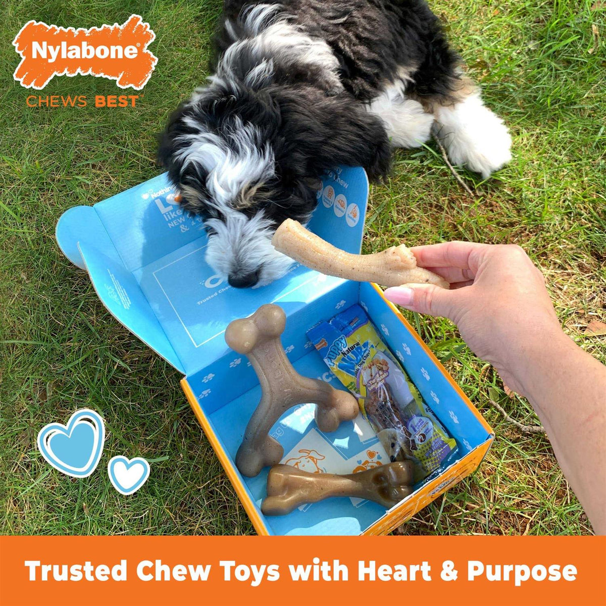 Chew Toy & Treat Gift Box C385