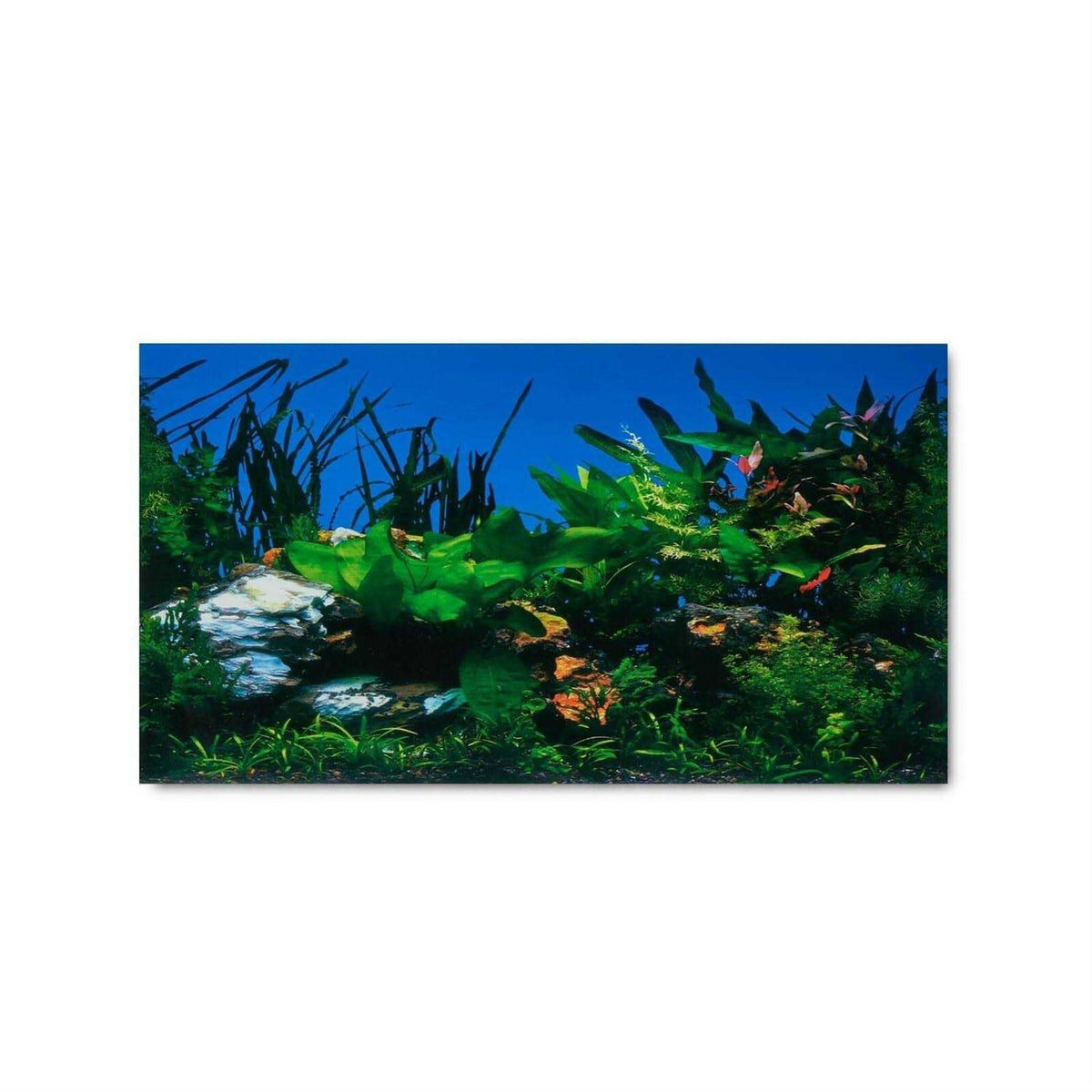 Aquarium Background K964635