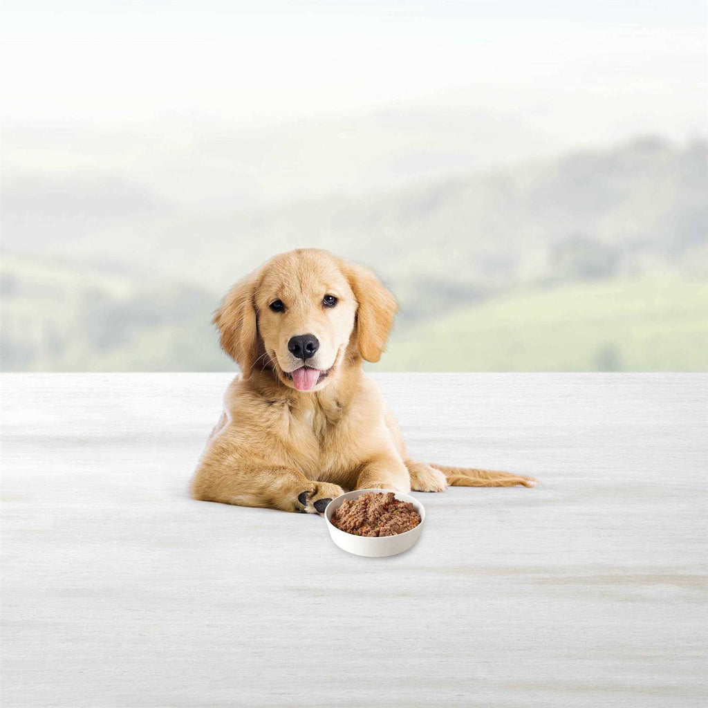 Chicken Dinner Wet Dog Food O267