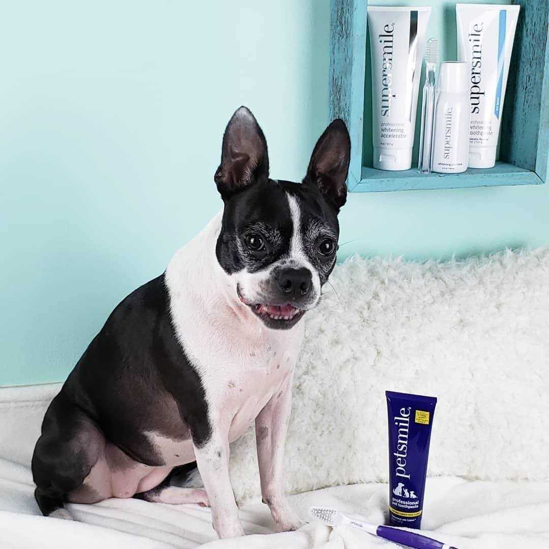 Dog Toothpaste J593