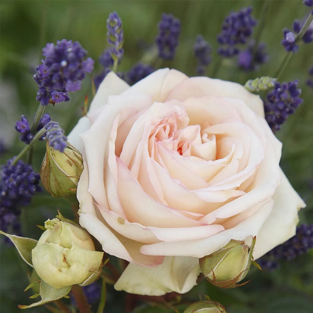 Live Rose Plant A73434