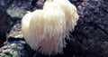 100 Lion's Mane Mushroom Spawn Plugs S176