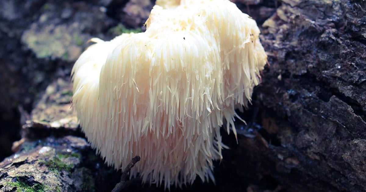 100 Lion's Mane Mushroom Spawn Plugs S176