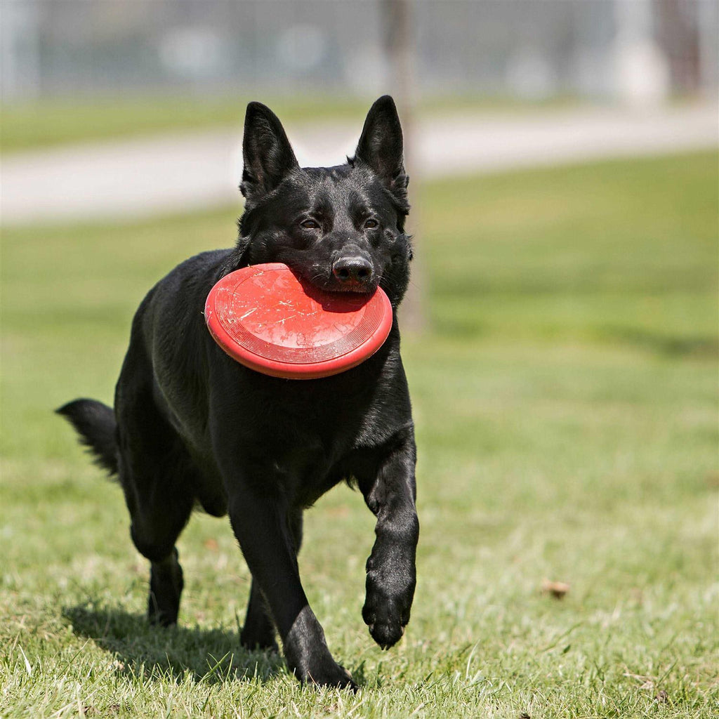 Dog Toy W50659