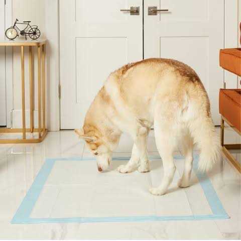 36 x Pee Pads Y499840