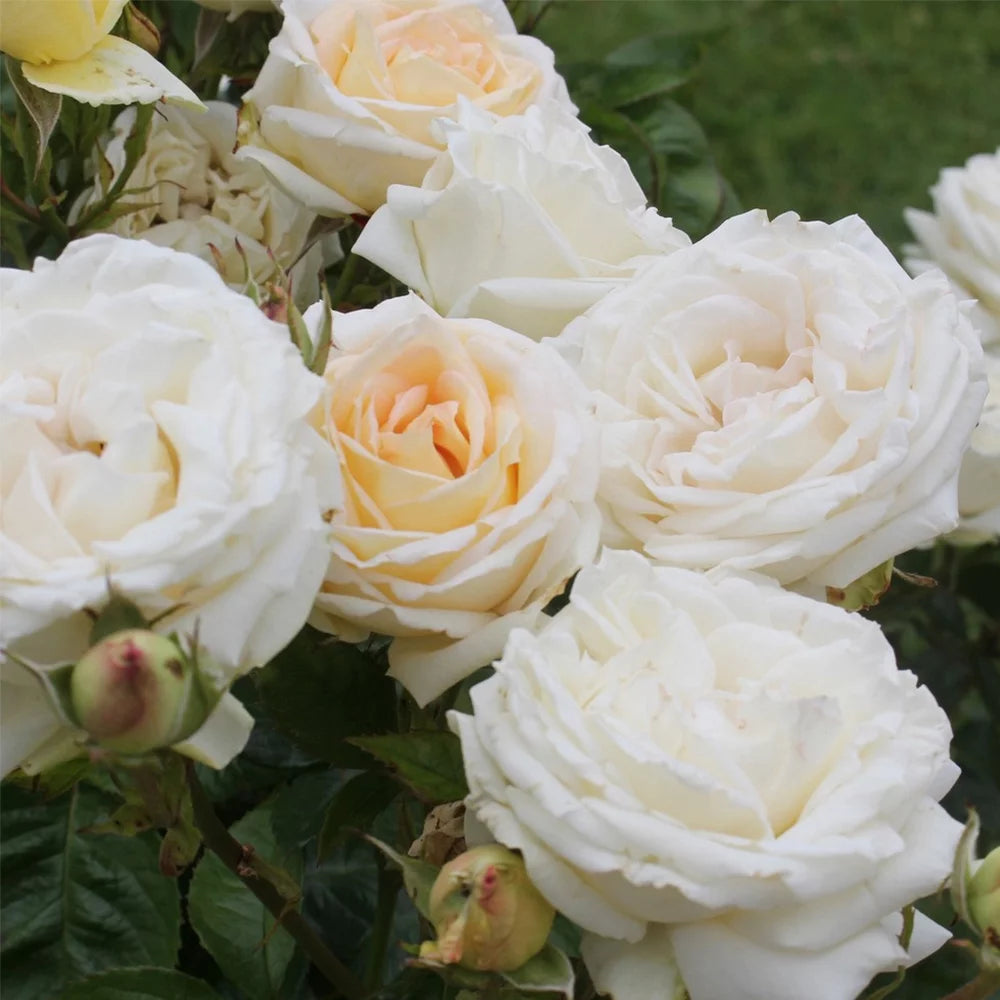 Live Rose Plant A73434