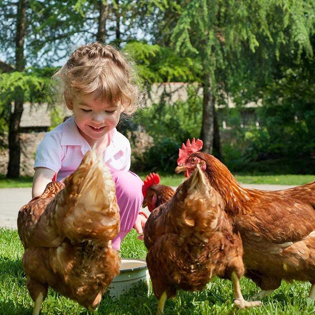 Large Metal Chicken Coop with Cover H8648
