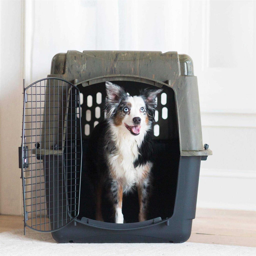 Kennel V482