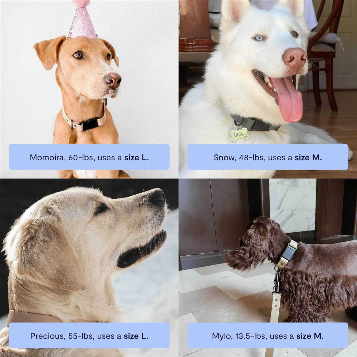 Dog Collar Y180