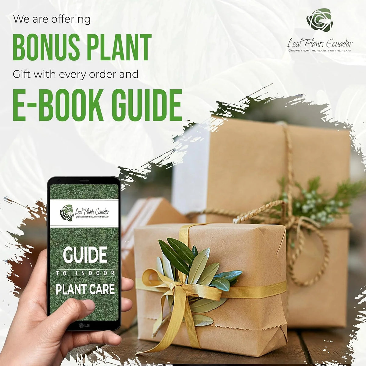 Variegated Syngonium Live Houseplant P425015