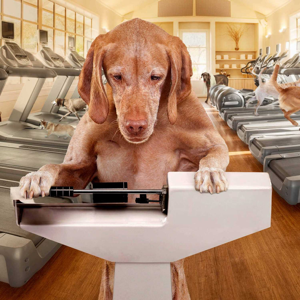 Weight Management Dry Dog Food Q516